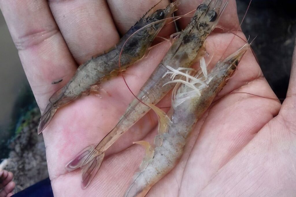 Tôm nuôi phát triển không đồng đều về kích cỡ.